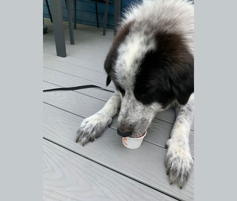 Frankie Ocean, a Great Pyrenees and Maremma Sheepdog mix tested with EmbarkVet.com