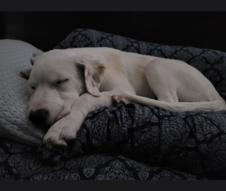 Thor, an American Pit Bull Terrier and Australian Shepherd mix tested with EmbarkVet.com