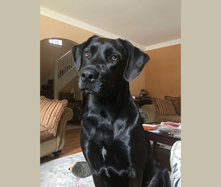 Embark Dog DNA Test Breed