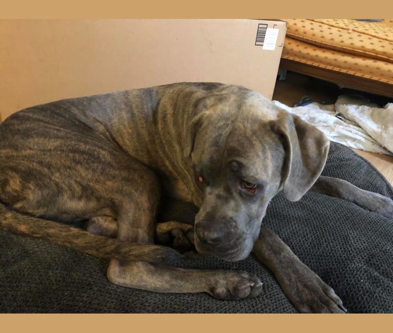 Embark Dog Dna Test Breed