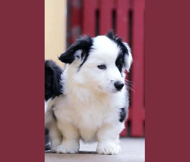 Photo of Major Point Jack Classic Clancy, a Cardigan Welsh Corgi  in Russia