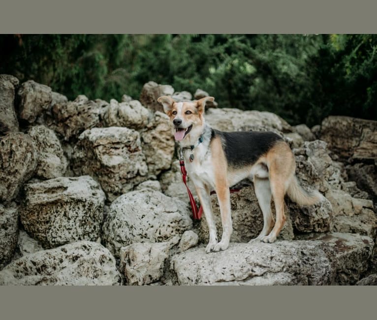 Finnick, a German Shepherd Dog and English Springer Spaniel mix tested with EmbarkVet.com