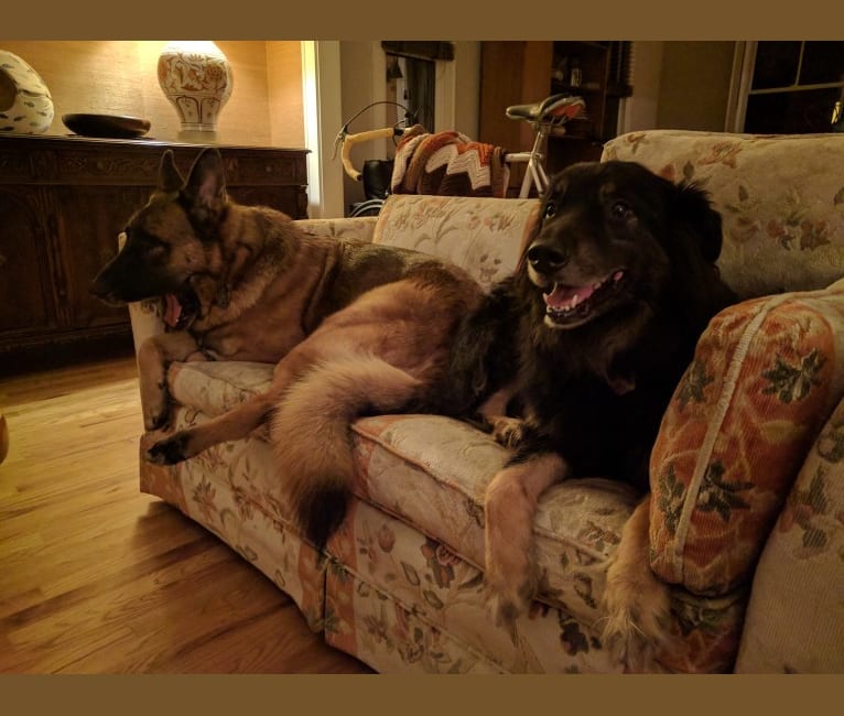 Photo of Cooper, a German Shepherd Dog, Golden Retriever, American Pit Bull Terrier, and Chow Chow mix in Chapel Hill, North Carolina, USA