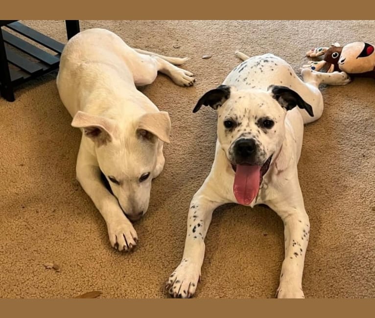 Ham, an American Bully and Dalmatian mix tested with EmbarkVet.com