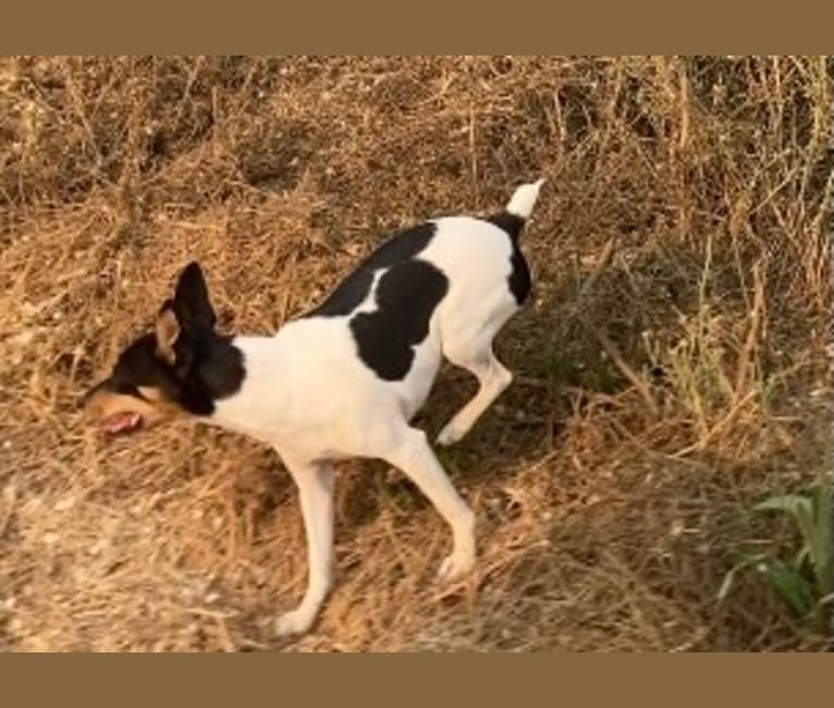 YRR Violet, a Toy Fox Terrier tested with EmbarkVet.com