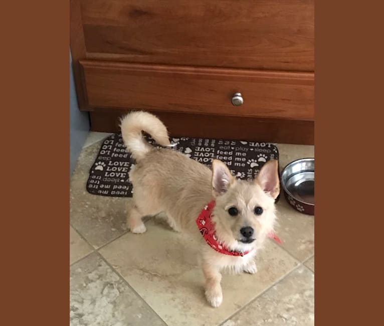 Lulu, a Chihuahua and Pomeranian mix tested with EmbarkVet.com