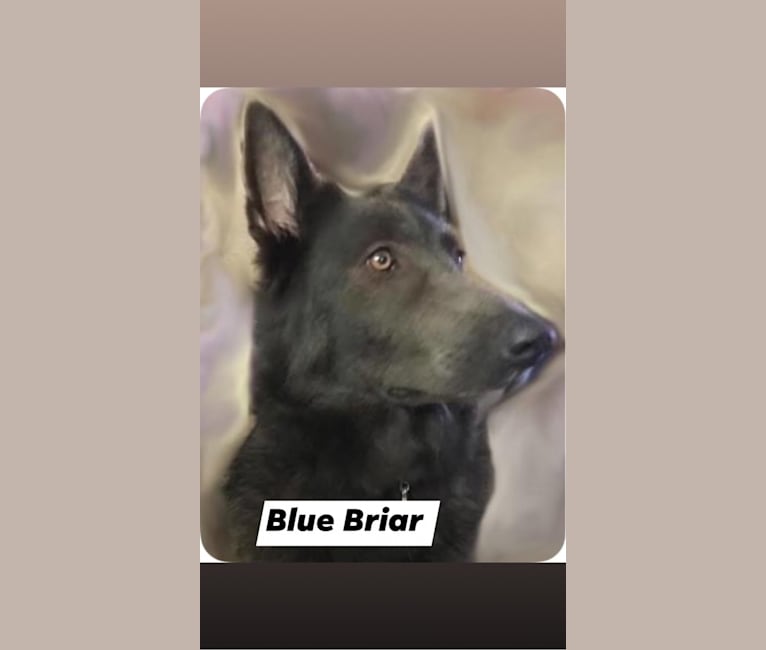 Photo of Blue Briar, a   in Palm Bay, FL, USA