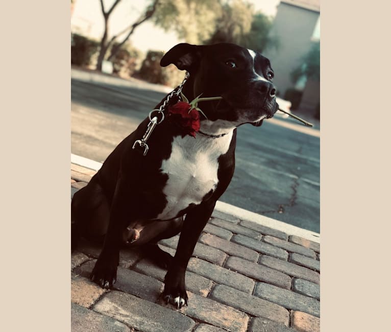 Mickey, an American Bully tested with EmbarkVet.com