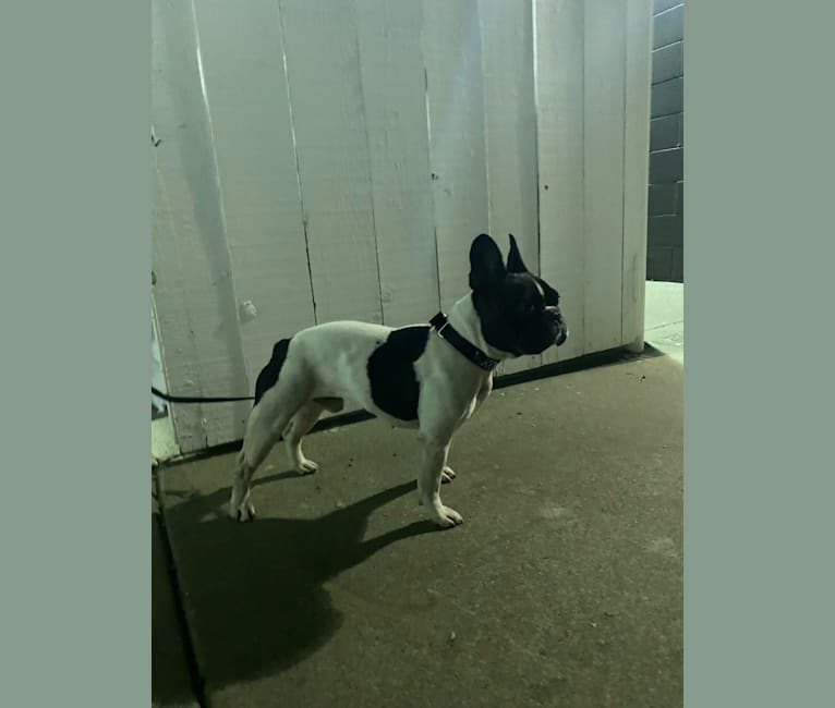 Koichi “Kohh”, a French Bulldog tested with EmbarkVet.com