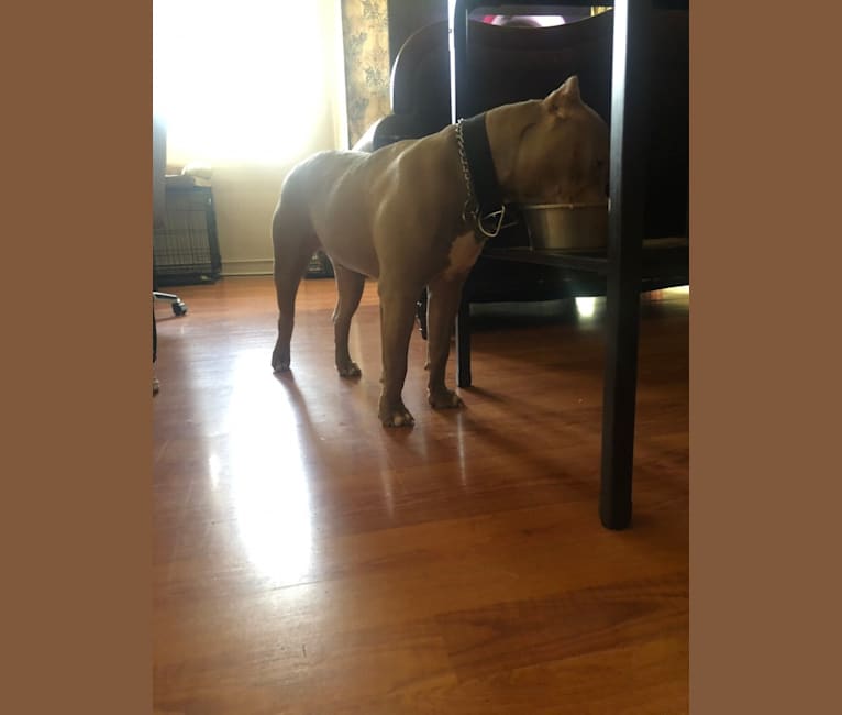 Giannis, an American Bully tested with EmbarkVet.com