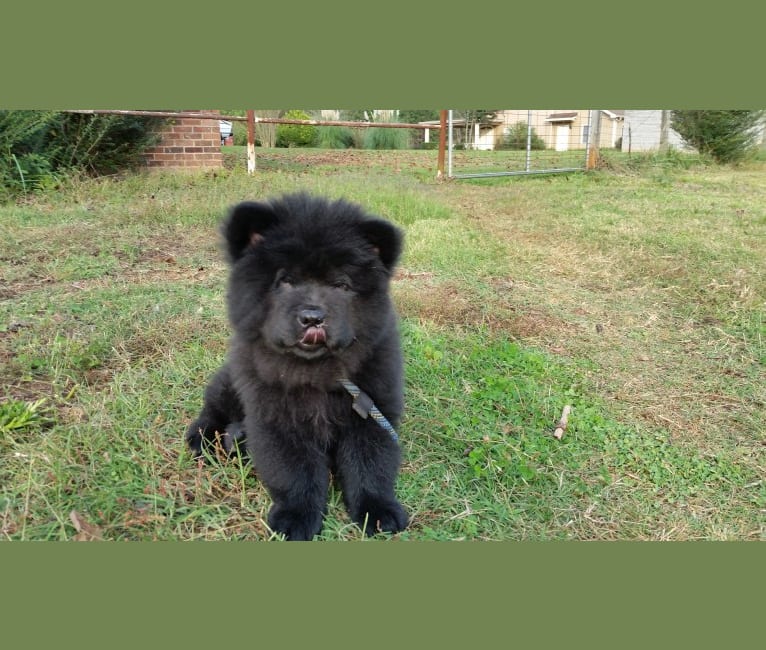 Ludey, a Chow Chow tested with EmbarkVet.com