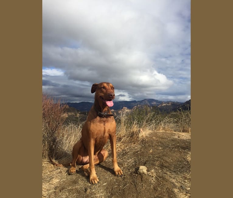 Terra, a Doberman Pinscher and American Bully mix tested with EmbarkVet.com