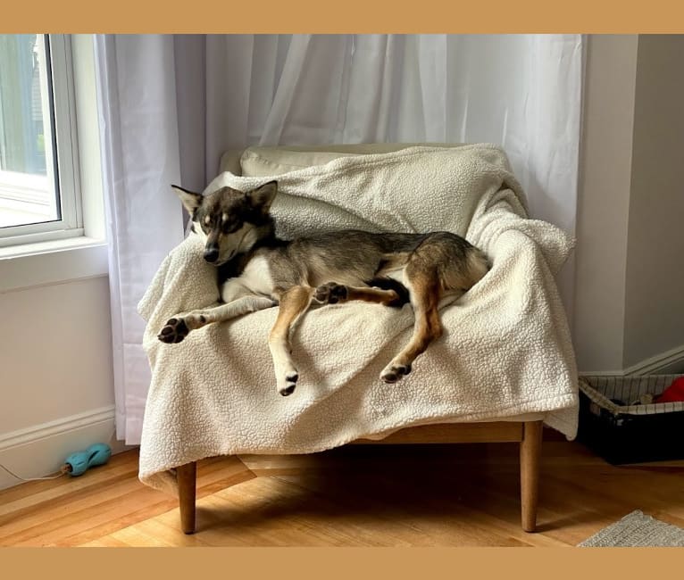 Wasali, an Alaskan-type Husky tested with EmbarkVet.com