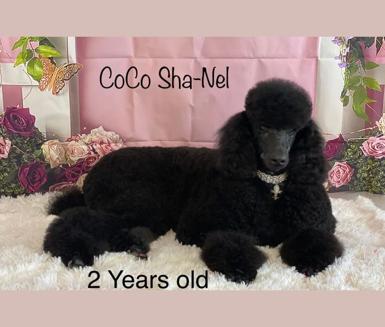 CoCo, a Poodle (Standard) tested with EmbarkVet.com
