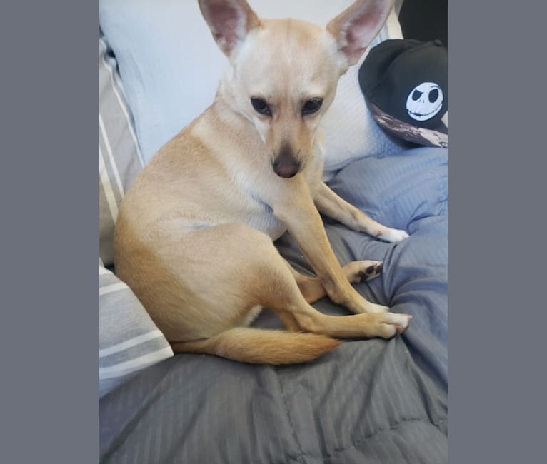 Photo of Paco, a Chihuahua, Rat Terrier, Pomeranian, and Mixed mix in Massachusetts, USA