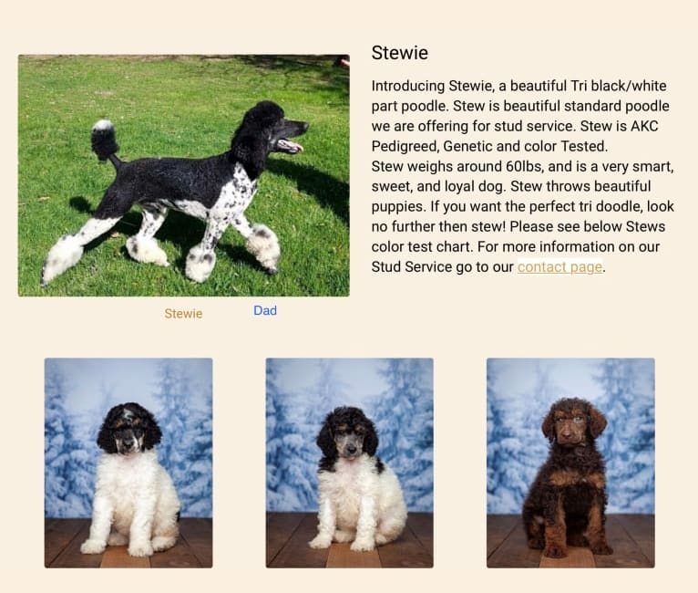 George, a Poodle (Standard) tested with EmbarkVet.com
