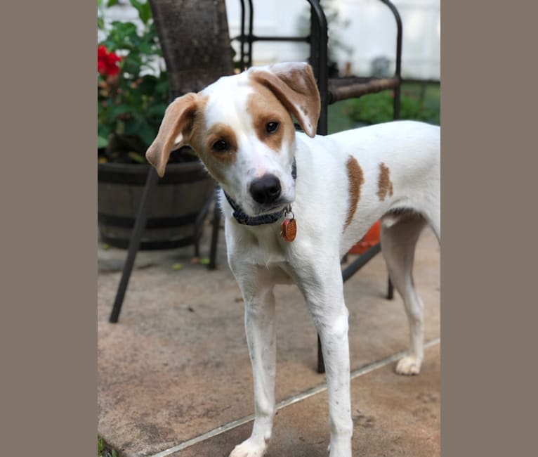 Miles, a Beagle and American Bulldog mix tested with EmbarkVet.com