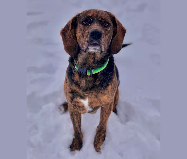 Photo of Otis, a Beagle and Golden Retriever mix in Greensburg, Indiana, USA