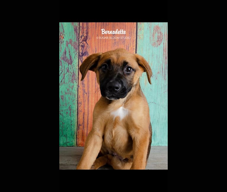 Photo of Birdie Roo, a German Shepherd Dog, Boxer, Rottweiler, and American Pit Bull Terrier mix in Texas, USA