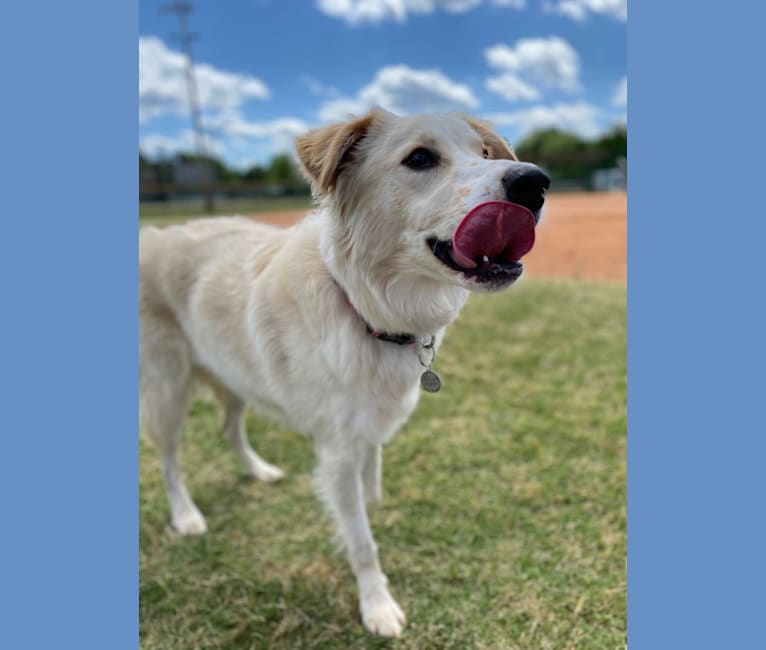 great pyrenees mountain cur mix