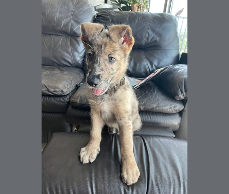 Murphy, a German Shepherd Dog and Labrador Retriever mix tested with EmbarkVet.com