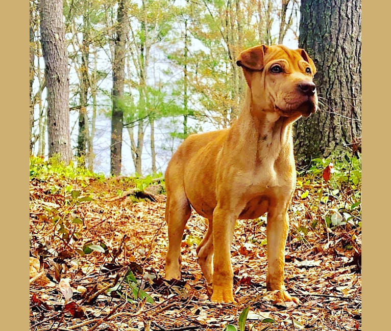 Reba, a Chinese Shar-Pei and Beagle mix tested with EmbarkVet.com