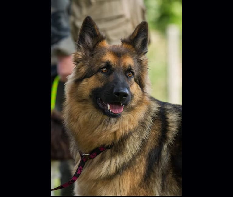 Aysse fan fryske grun, a German Shepherd Dog tested with EmbarkVet.com