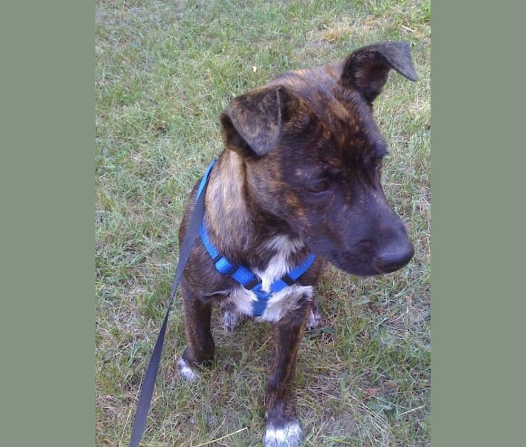 Photo of Bodhi, an American Pit Bull Terrier, Australian Cattle Dog, Chow Chow, Boston Terrier, Pug, Schipperke, and Mixed mix in North Carolina, USA