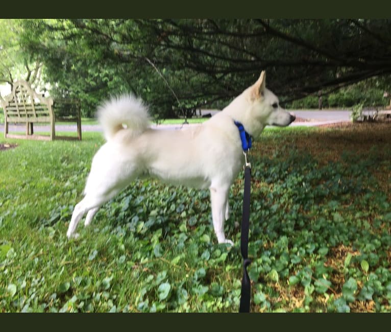 Photo of Bolt, an American Eskimo Dog and Mixed mix
