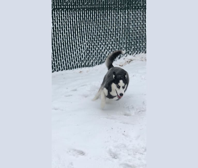 Rookie, a Siberian Husky tested with EmbarkVet.com