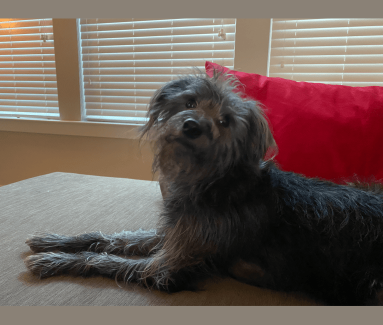 Photo of Wizard, a Miniature Schnauzer, Poodle (Small), Miniature Pinscher, Chihuahua, and Chow Chow mix in Austin, Texas, USA
