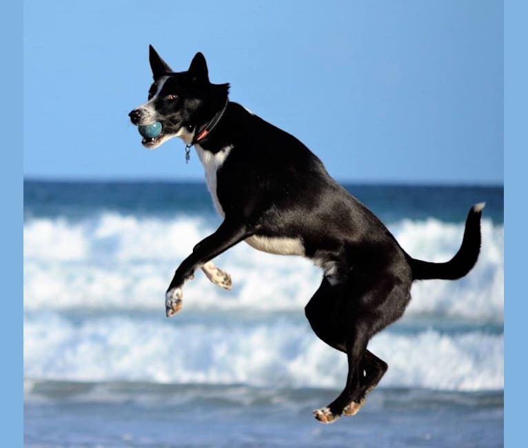 Dingos: Dog breed info, photos, common names, and more — Embarkvet