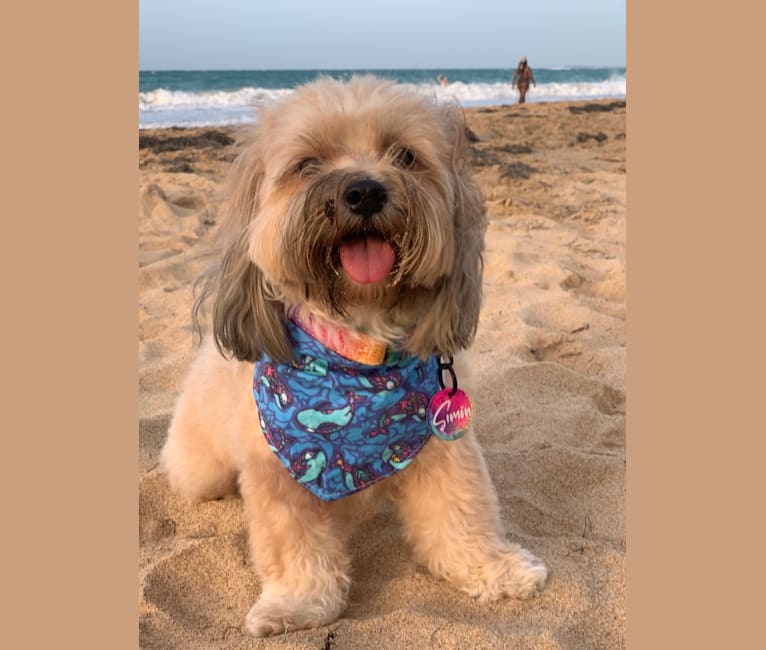 Photo of Simón, a Shih Tzu, Chihuahua, Pekingese, Poodle (Small), and Mixed mix in Puerto Rico