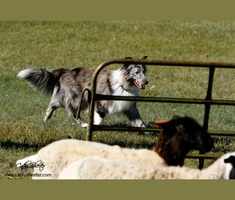 Juice, a Shetland Sheepdog tested with EmbarkVet.com