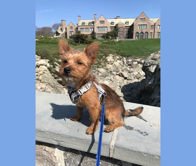 Scrappy, a Silky Terrier and Pomeranian mix tested with EmbarkVet.com
