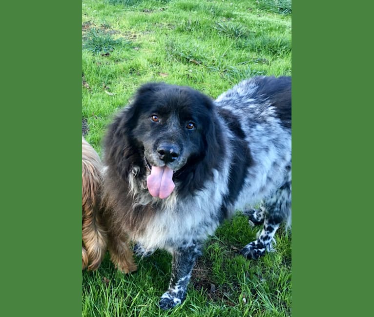 Liam, a Great Pyrenees and Newfoundland mix tested with EmbarkVet.com