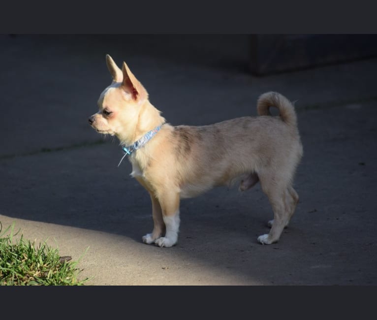 Photo of Sam, a Chihuahua  in Oregon, USA