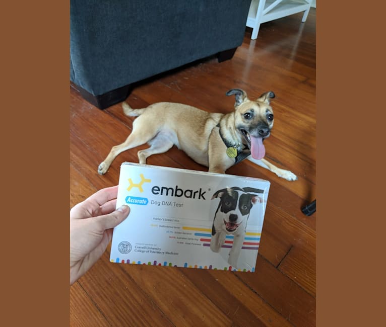 Audrey, a Chihuahua and Miniature Pinscher mix tested with EmbarkVet.com
