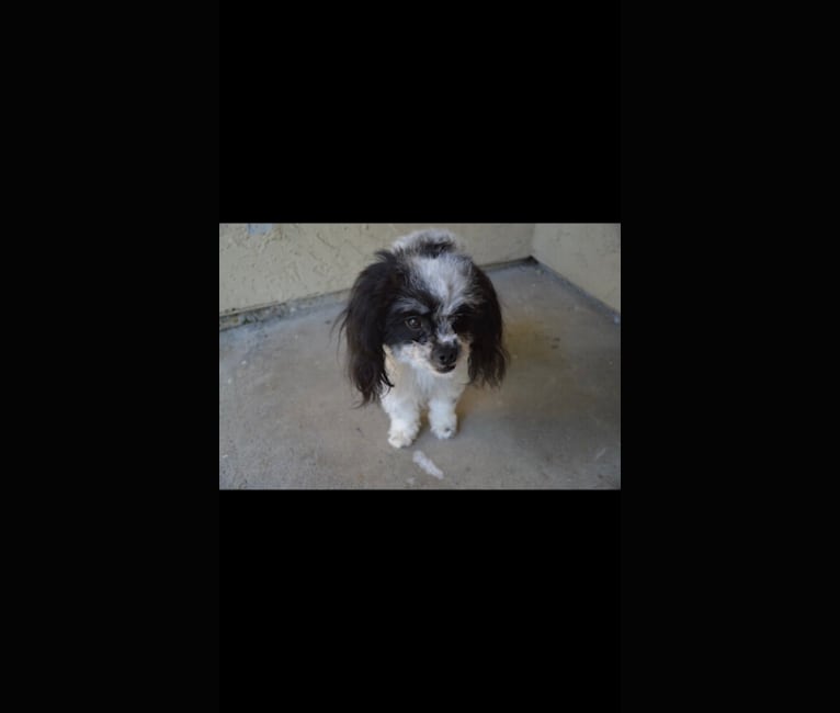 Daizy, a Chihuahua and Cocker Spaniel mix tested with EmbarkVet.com