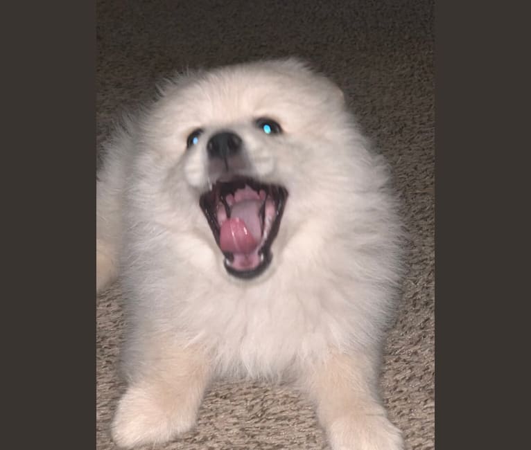 Charmin, a Pomeranian tested with EmbarkVet.com
