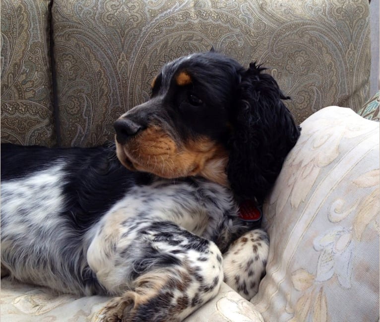 Merle springer spaniel hot sale