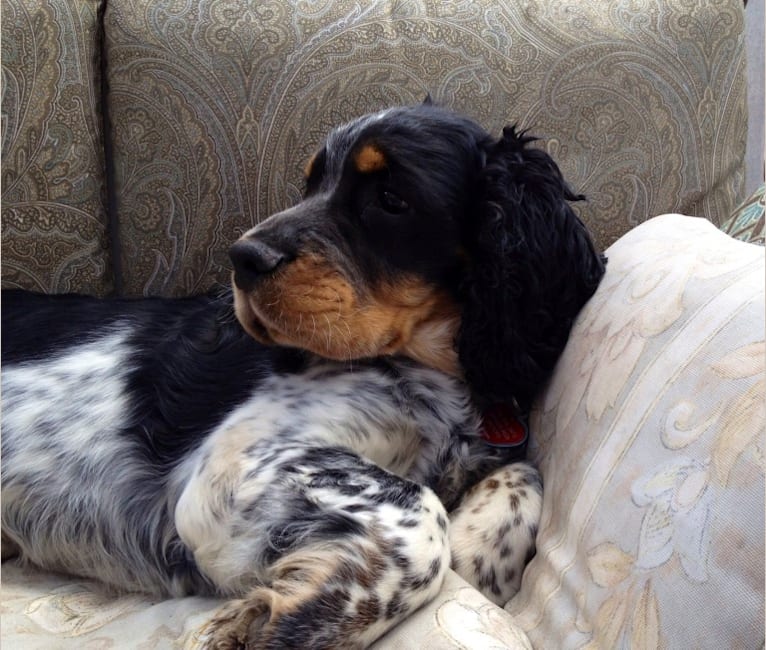 Brodie Bryn Delight, an English Springer Spaniel tested with EmbarkVet.com