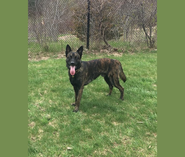 Embark Dog Dna Test Breed