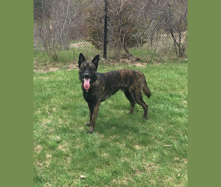 Zak, a Dutch Shepherd and Belgian Malinois mix tested with EmbarkVet.com