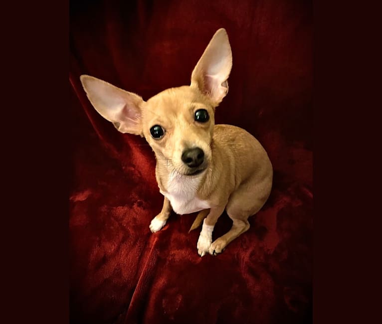 Photo of Oliver, a Chihuahua, Poodle (Small), and Mixed mix in Eugene, OR, USA