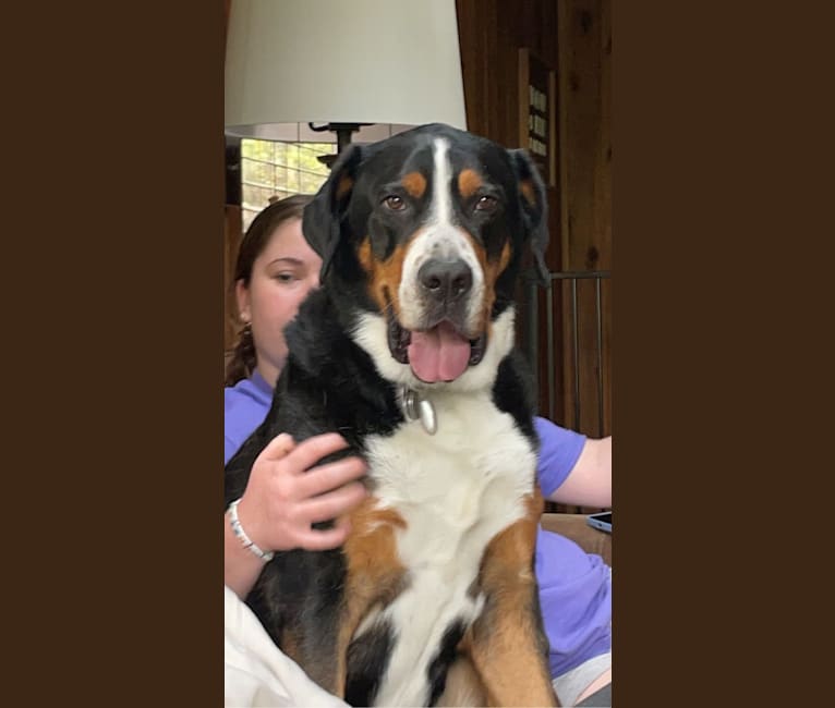 Finley, a Greater Swiss Mountain Dog tested with EmbarkVet.com