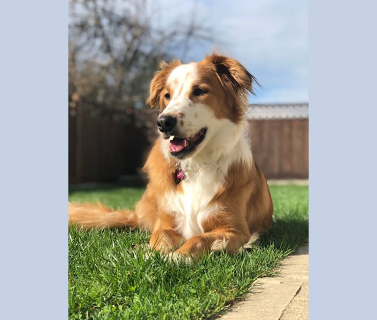 Old english sheepdog hot sale australian shepherd mix
