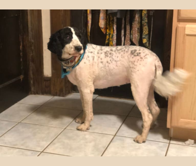 Photo of LC, an English Springer Spaniel and Poodle (Standard) mix