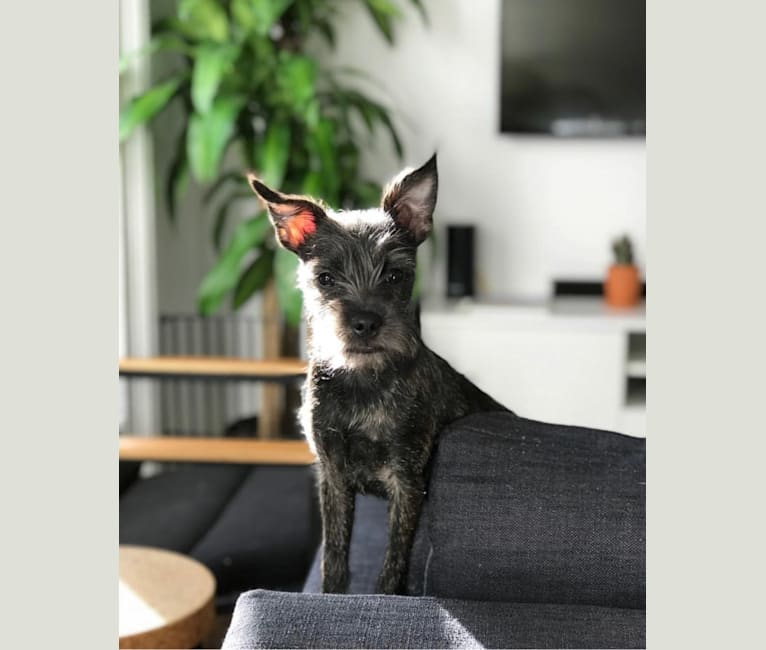 Schnauzer boston terrier mix hotsell