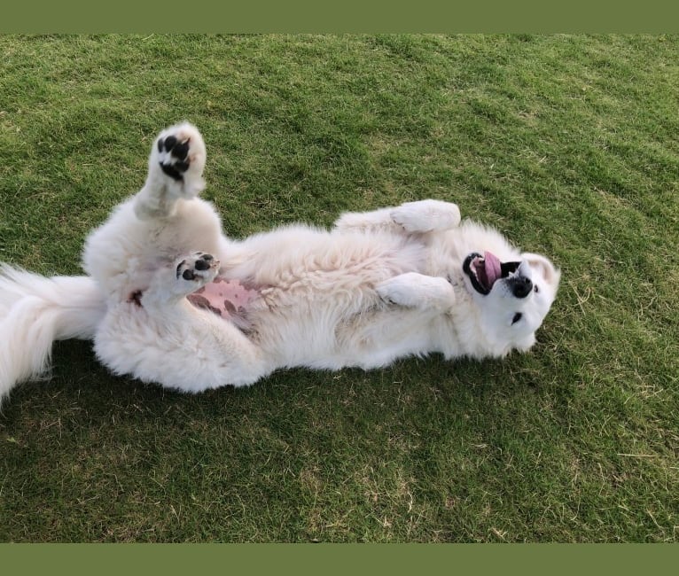 Photo of Looney “Chik’in Mini Bandit” Bear, a Great Pyrenees  in Texas, USA